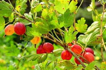 Gooseberry berries on the bush. The common gooseberry (lat. Ríbes úva-críspa) is a plant species of the Gooseberry family (Grossulariaceae). Closeup.
