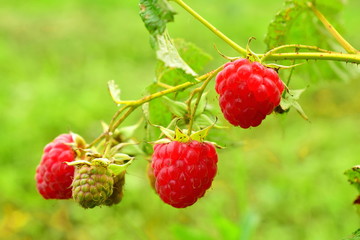 Red raspberry on a branch. Mature red berries, as well as green fruit on a branch. Uneven ripening of raspberries. Macro. Closeup.