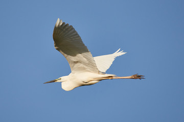 Obraz premium White egret in fly