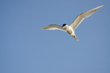 Seagul in fly