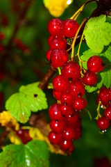 Garden currant (lat. Ríbes rúbrum) - a small deciduous shrub of the family Gooseberry (Grossulariaceae). Red currant berries on the bush. A sprig of red currant berries among green leaves. Closeup.