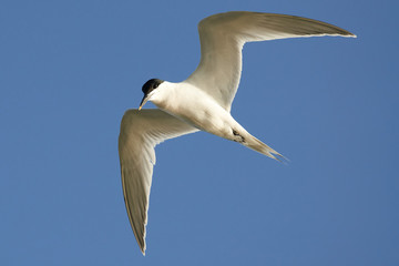 Seagul in fly