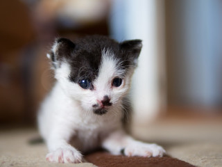 Very small black and white kitten