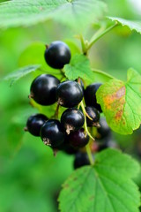 Branch with berries of black currant. Black currant (lat. Ríbes nígrum) is a deciduous shrub, a species of the genus Currant (Ribes) of the monotype family Gooseberry (Grossulariaceae). Closeup.