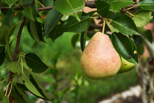 Beautiful ripe pear hanging on a branch against a background of green leaves