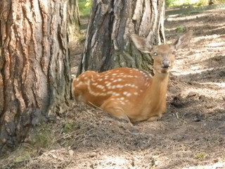 олень в зоопарке летом