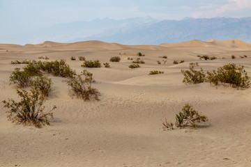 Fototapeta na wymiar Mesquite sand dunes in Death Valley National Park, California