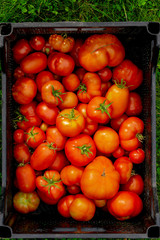 Fresh harvest of tomatoes in a box