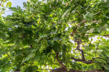 Bunches of grapes growing on a vine, with the sun on top