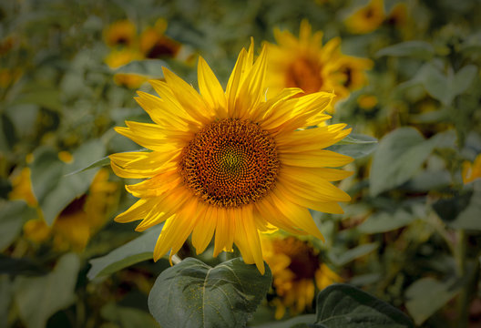 The sunflower or Helianthus is a genus of plants comprising about 70 species, the happiest of flowers whose meanings include loyalty and longevity.
