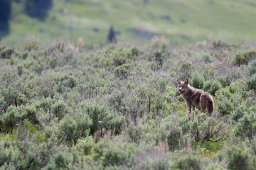 Coyote nel parco nazionale di Yellowstone in Wyoming