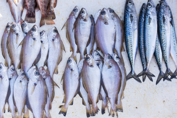 Fresh Fish at a Street Market in Morocco