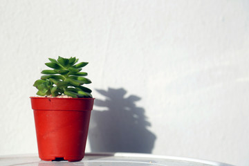 Small succulents plant potted decoration houseplant in home living room.  