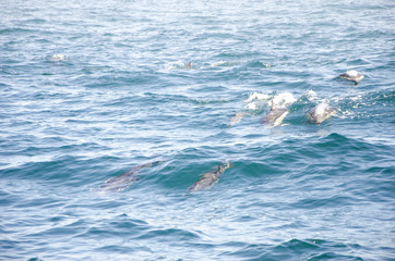 Dolphins in a natural environment. Algarve, Portugal