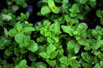 Spearmint (Mentha spicata) or peppermint herbal or seasoning plant growing in the garden.