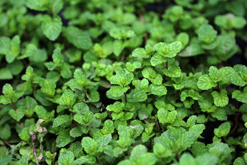Spearmint (Mentha spicata) or peppermint herbal or seasoning plant growing in the garden.