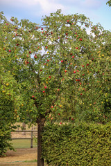 tree with red apples
