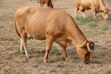 cow on a mesadow