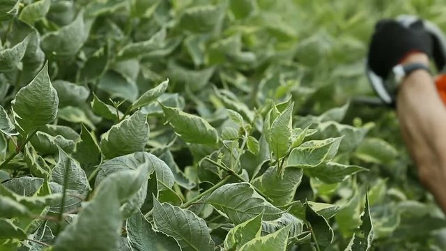 Gardener cuts electric scissors bush in garden of dern variegated