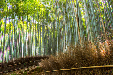 Arashiyama Bamboo grove on sunshine background in Kyoto, Japan