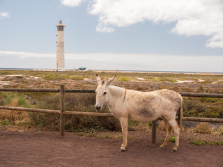 Leuchturm Fuerteventura