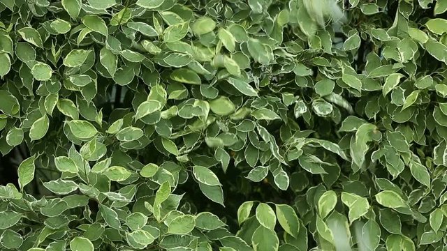 Gardener cuts electric scissors bush in garden of dern variegated