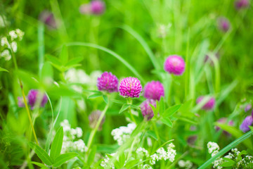 Beautiful Nature summer background with clover flowers