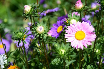 Obraz premium Sommerastern, Astern, Gartenblumen