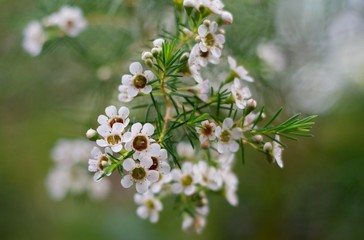 Small white flowers chamelaucium (Chamelaucium uncinatum) close-up, selective focus