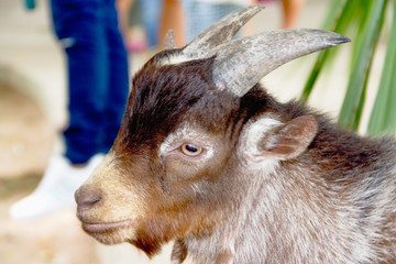 Fototapeta premium Closeup brown goat