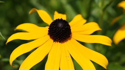 black eyed susan Nahaufnahme