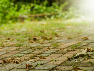 Bokeh background blur.