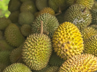 Naklejka na ściany i meble Yellow and green ripe durians sold at a local market in Malaysia.
