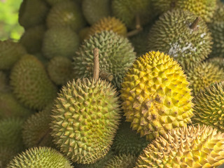 Fototapeta premium Yellow and green ripe durians sold at a local market in Malaysia.