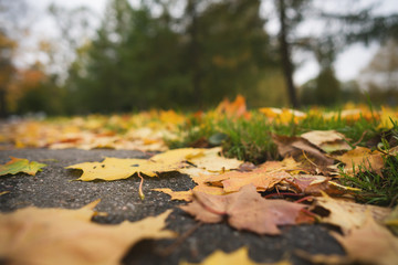 fallen autumn leaves on asphalt sidewalk in mid october closeup low angle photo