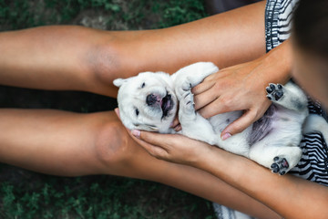 young cute laughing little white labrador retriever dog puppy lies on the legs of a woman enjoying a massage