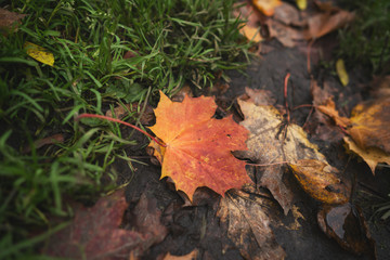 wet fallen autumn leaves on ground in mid october closeup low angle photo