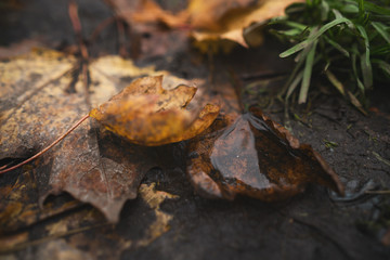 wet fallen autumn leaves on ground in mid october closeup low angle photo