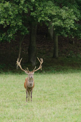 Cerf élaphe dans une prairie