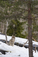 Loup gris assis dans la neige