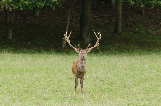 Cerf &eacute;laphe dans une prairie