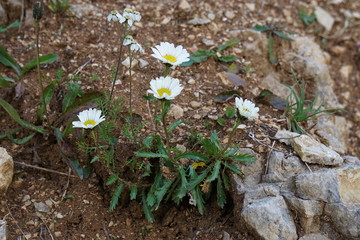 Flowers in the mountain between rocks
