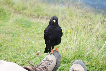 bird in the mountains sitting on a shoe