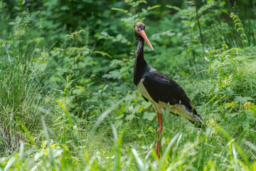 cigogne noire