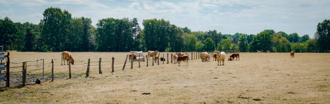 Klimawandel - Dürre, vertrocknete Rinderweiden