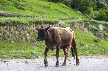 Cow in Baksan gorge in the Caucasus mountains in Russia