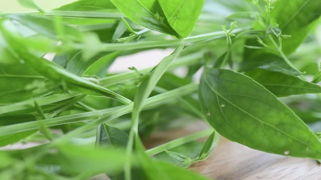 fresh kariyat herb plant rotation