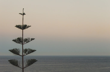 Landscape of a pine or fir tree with the sea and sunset sky in the background. Photo with soft pastel colors and big copy space. Orange sky.