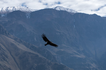 Condor of the Andes biggest bird of the world from Peru