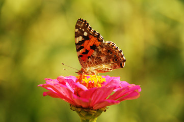 butterfly on a flower